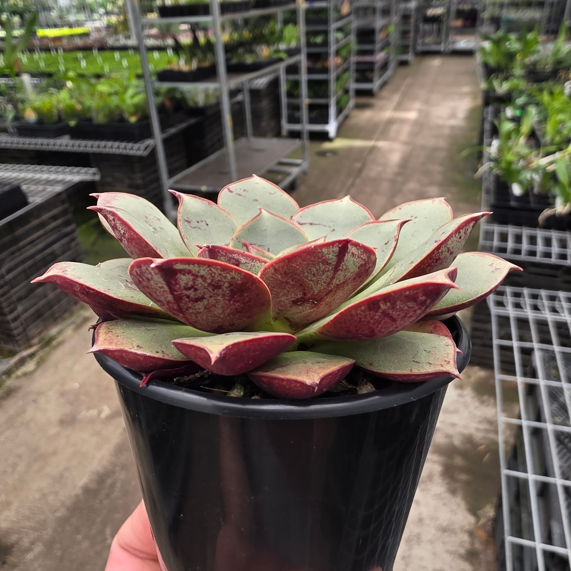 Echeveria 'Astarensis'