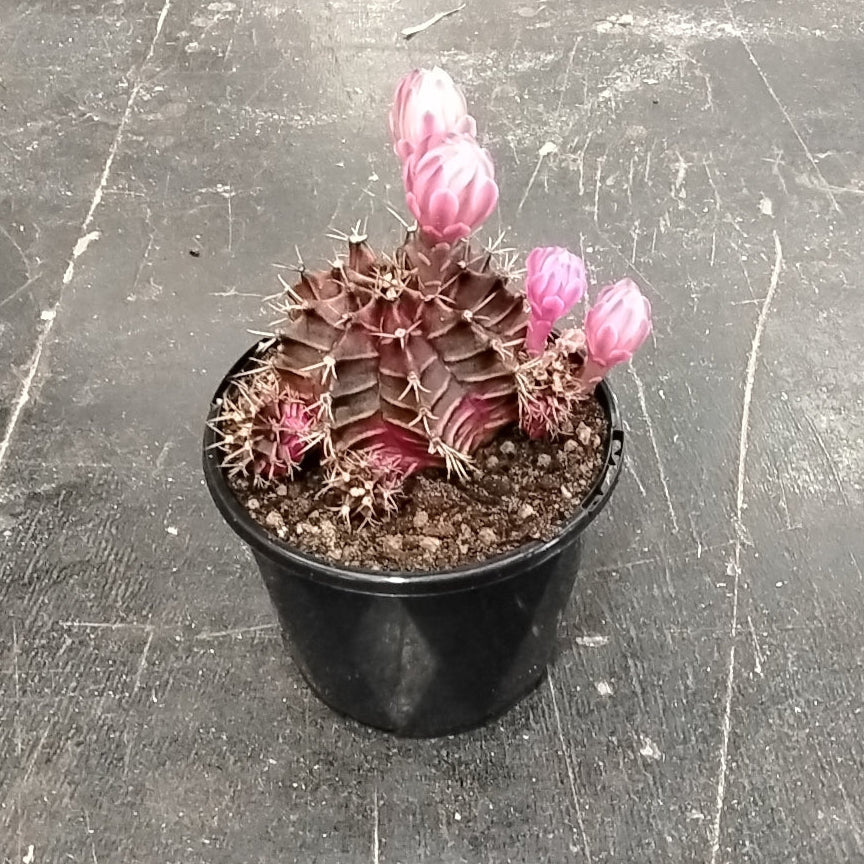 Gymnocalycium mihanovichii forma rubra - The Colourful Moon Cactus