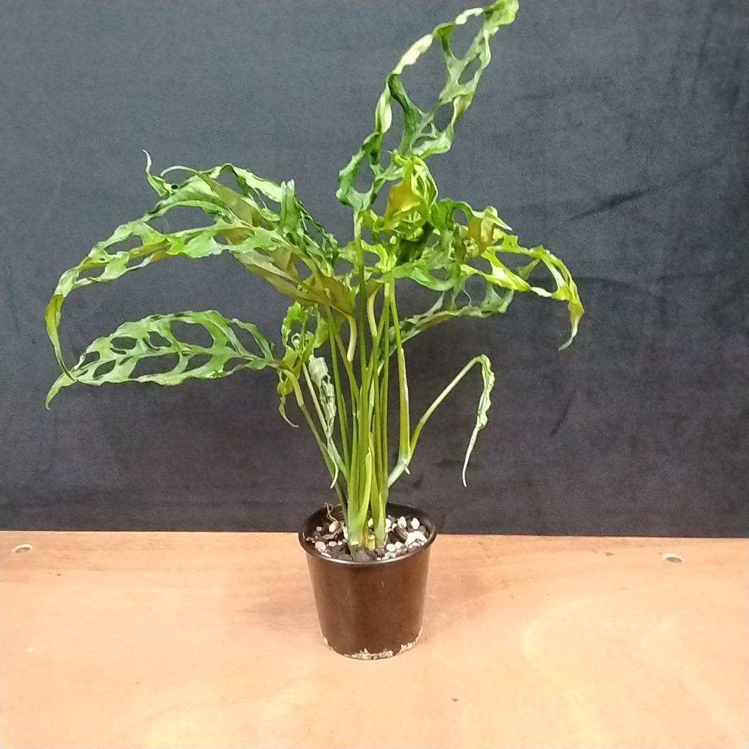 Monstera obliqua – Swiss Cheese Plant (WA Prohibited)