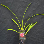 Cymbidium Valley Olympic 'Pink Perfection'