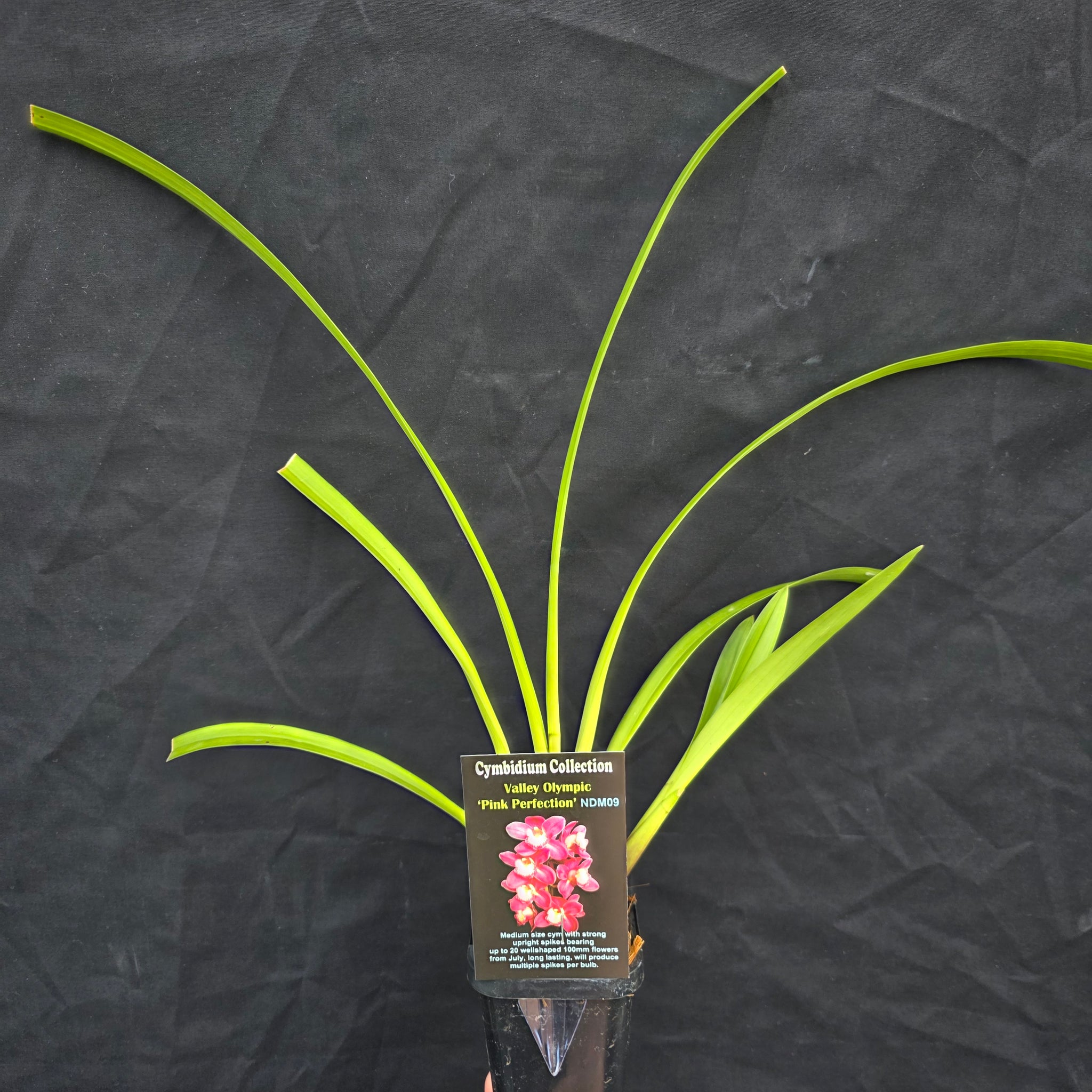 Cymbidium Valley Olympic 'Pink Perfection'
