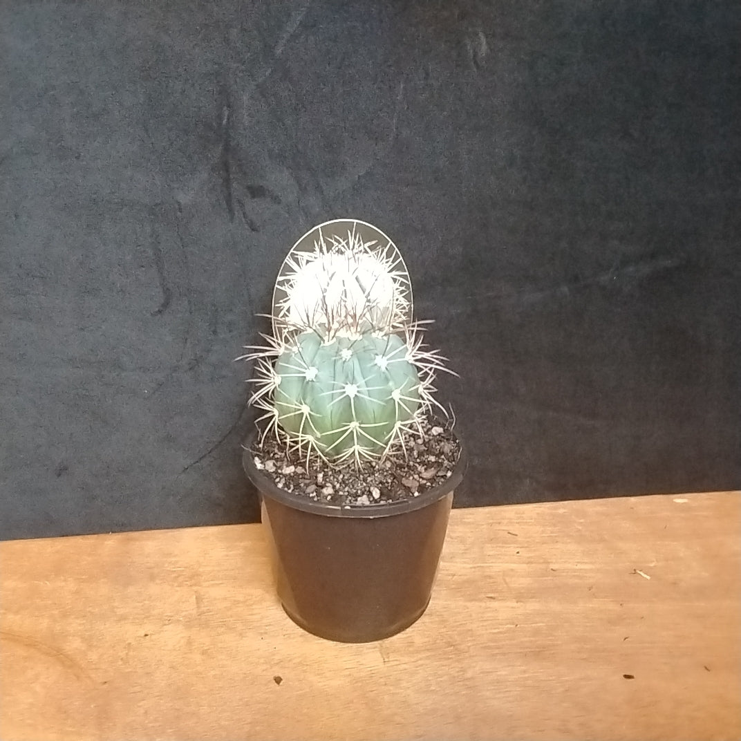 Melocactus azureus – The Azure-Tinted Melon Cactus