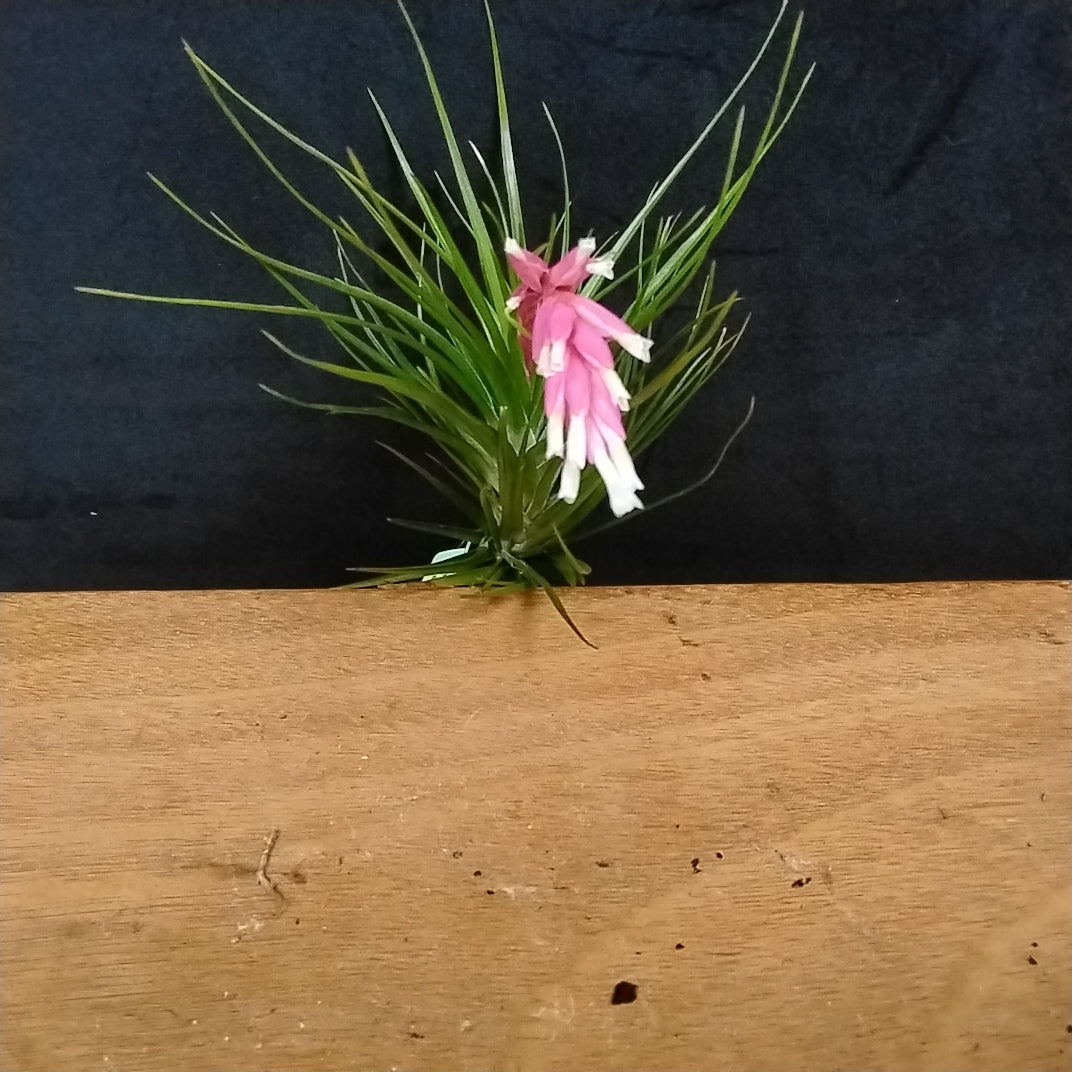 Tillandsia tenuifolia 'Emerald Forest Dark'
