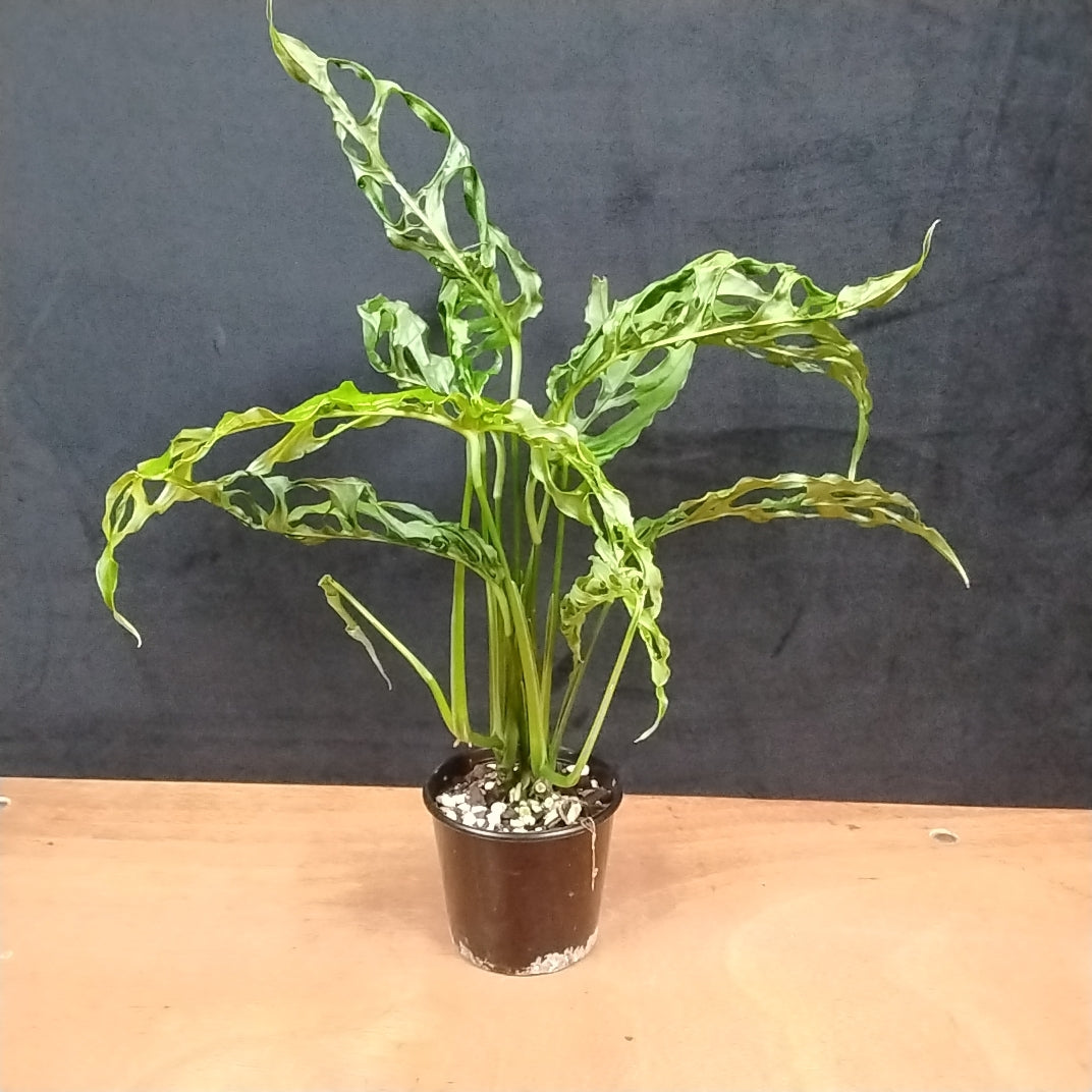 Monstera obliqua – Swiss Cheese Plant (WA Prohibited)