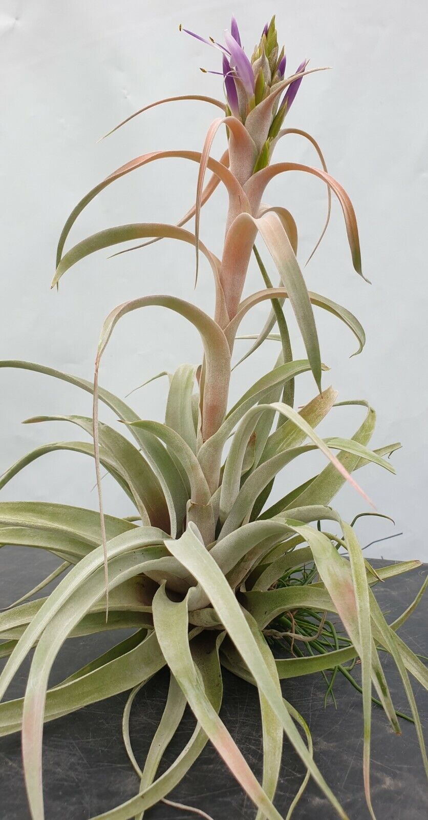 Tillandsia 'Betty'