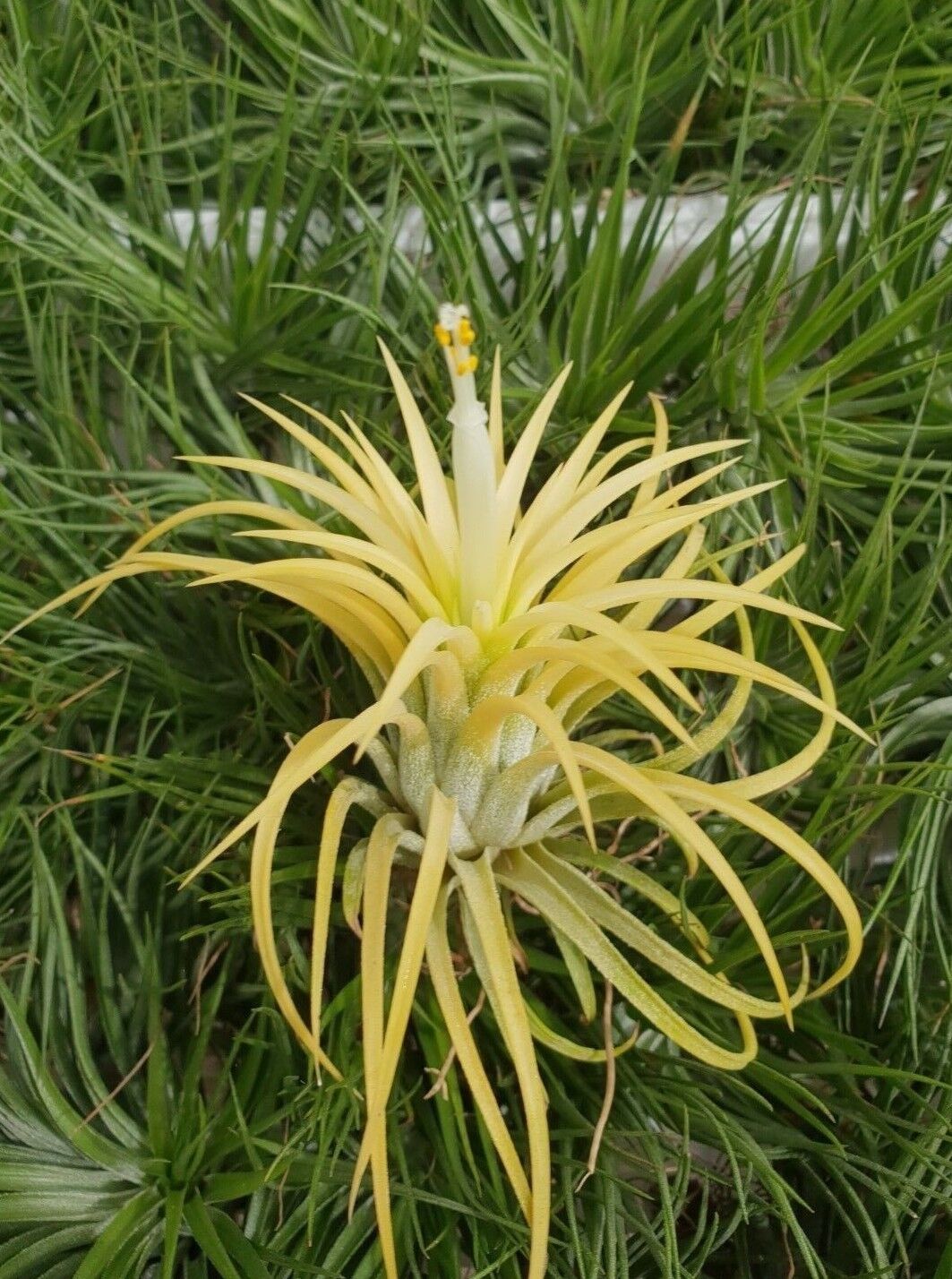 Tillandsia ionantha 'Druid' Alba Form