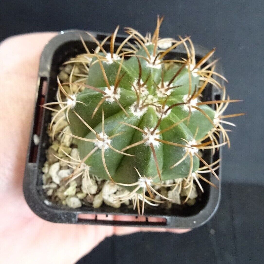 Melocactus matanzanus 'The Dwarf Turks' - A Compact and Striking Cactus