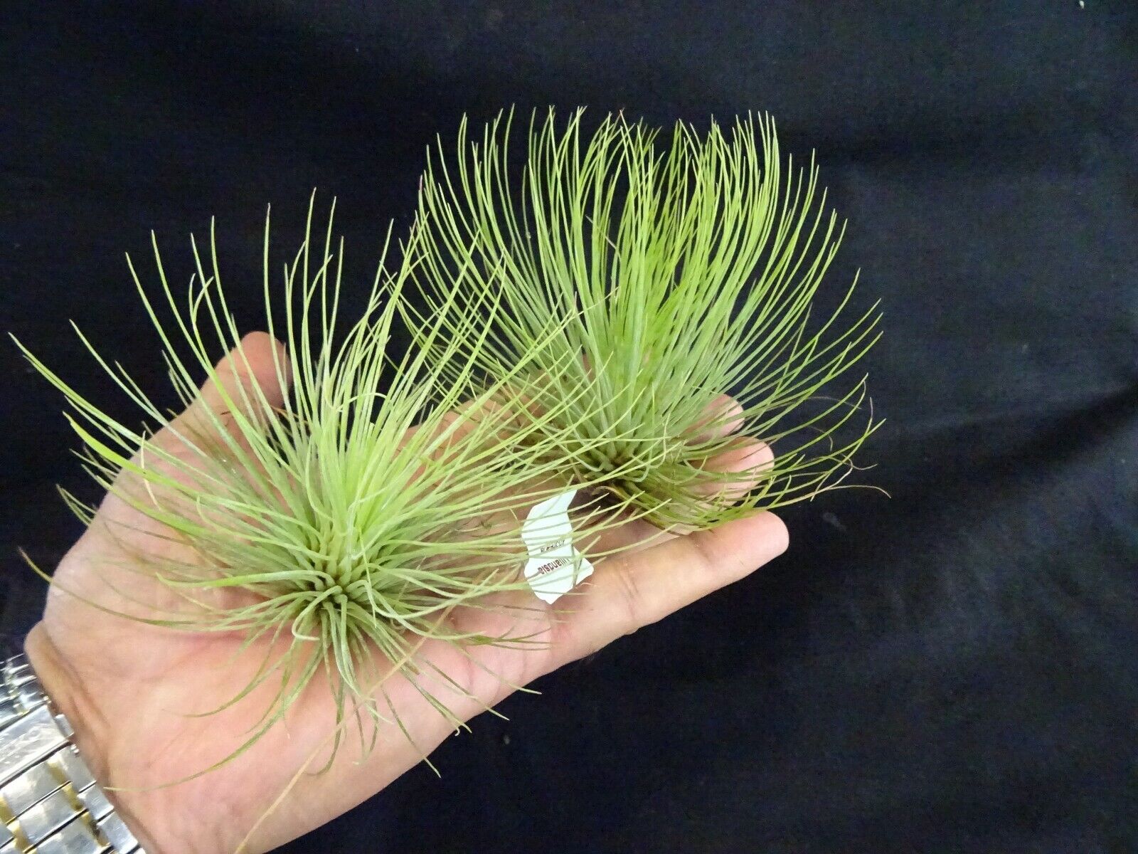 Tillandsia andreana