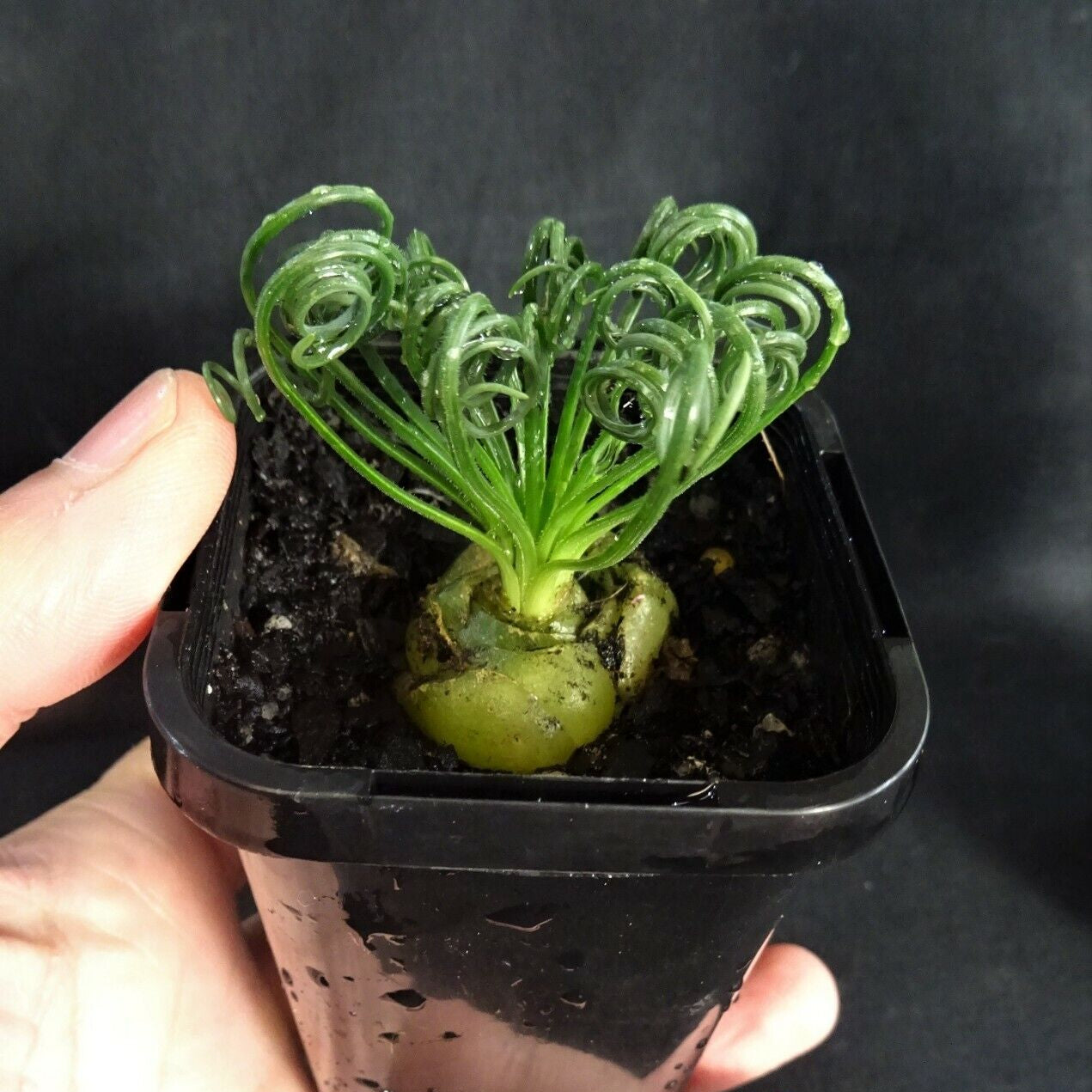 Albuca spiralis 'Frizzle Sizzle'
