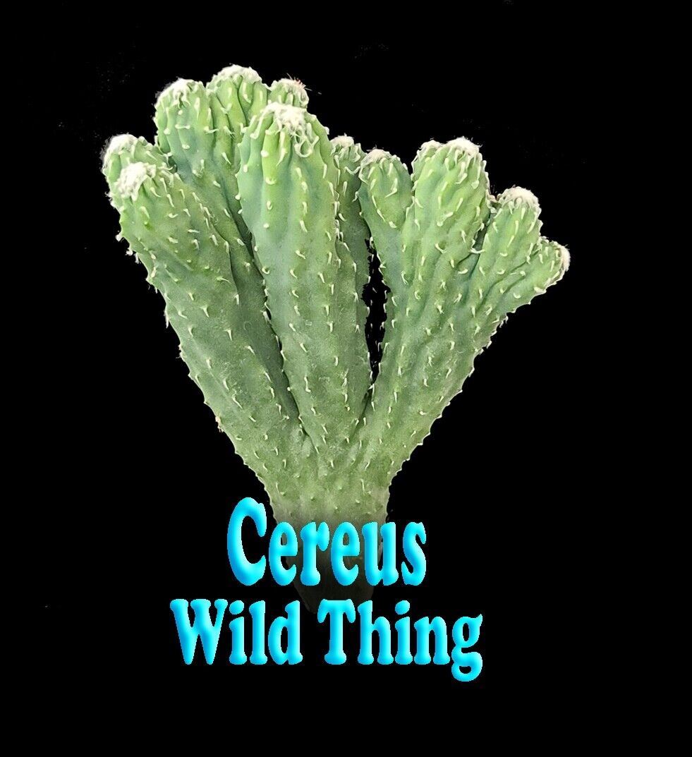 Cereus hildmannianus 'Wild Thing'