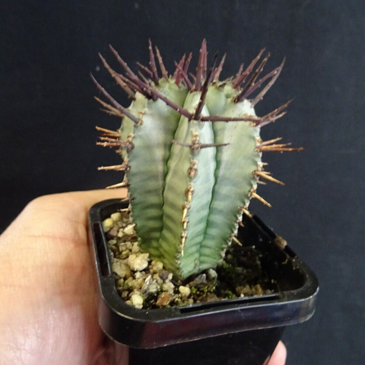 Euphorbia horrida (WA Prohibited)