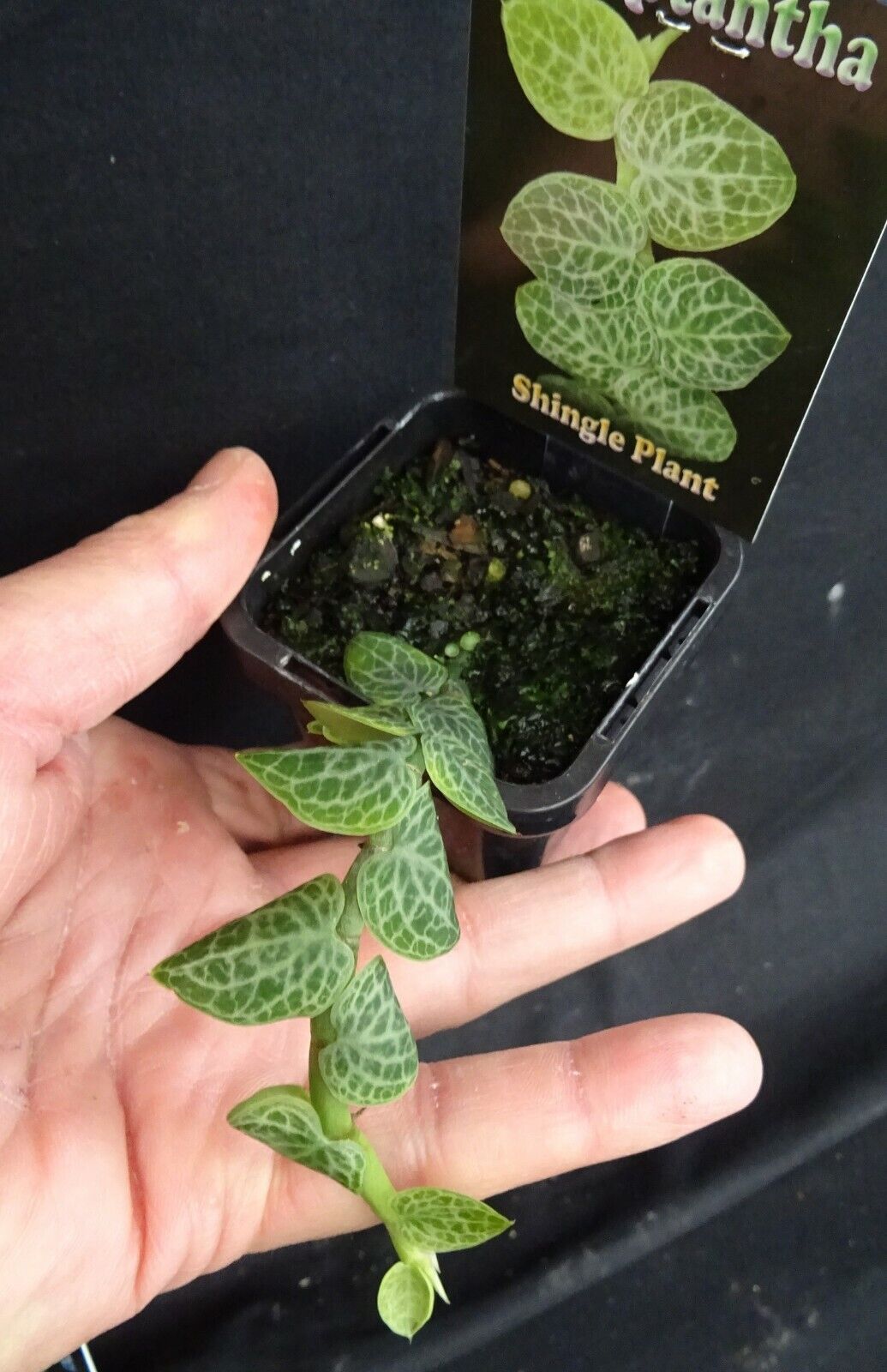 Rhaphidophora cryptantha 'Shingle Plant'
