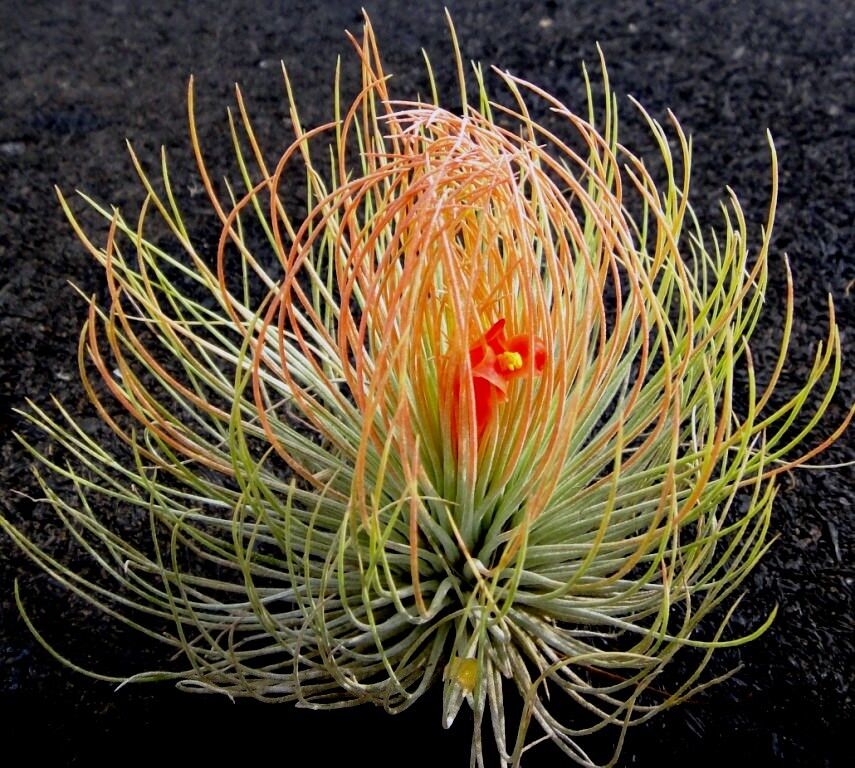 Tillandsia andreana
