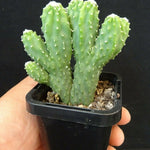 Cereus hildmannianus 'Wild Thing'