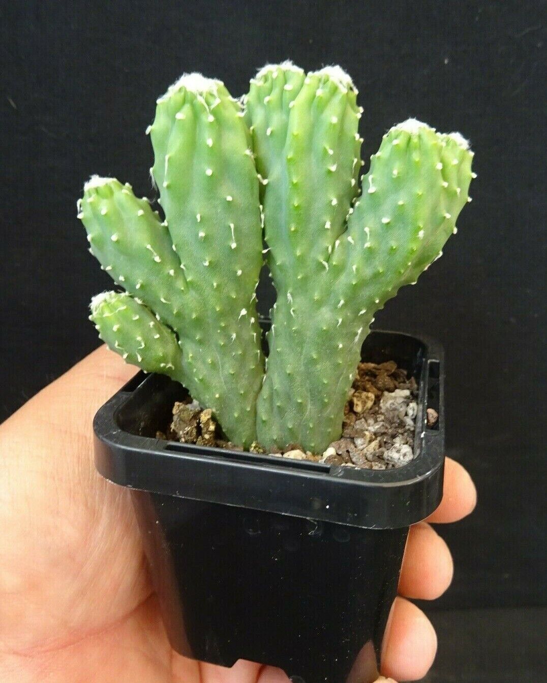 Cereus hildmannianus 'Wild Thing'