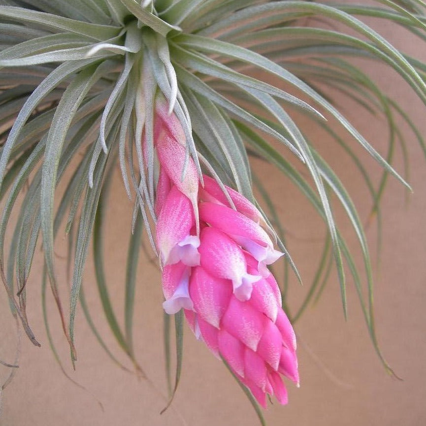 cotton candy air plant Tillandsia 'Cotton Candy' – Collectors Online