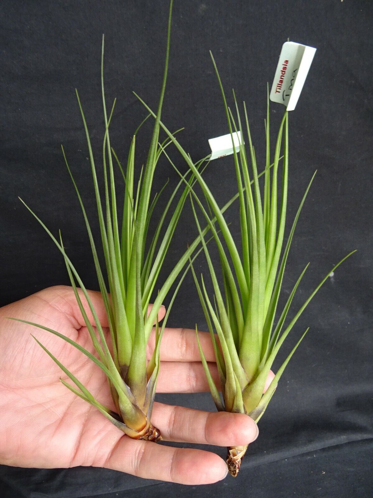 Tillandsia 'Tina'