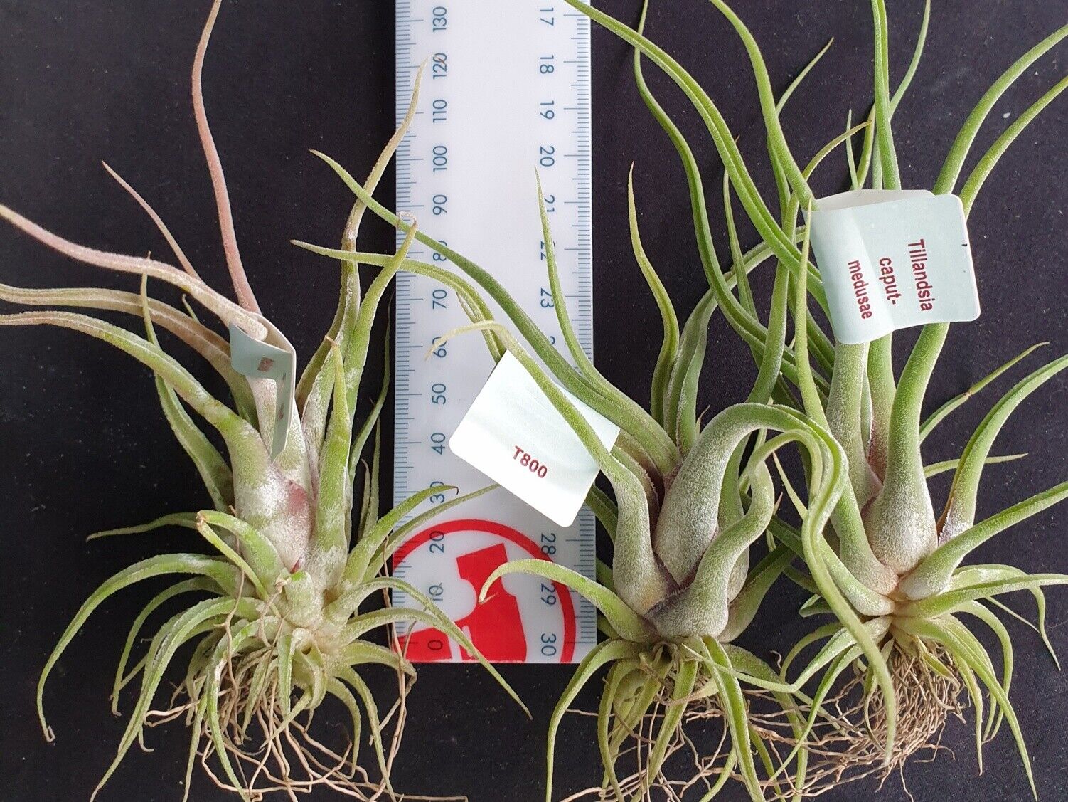Tillandsia caput-medusae - The Medusa's Head Air Plant