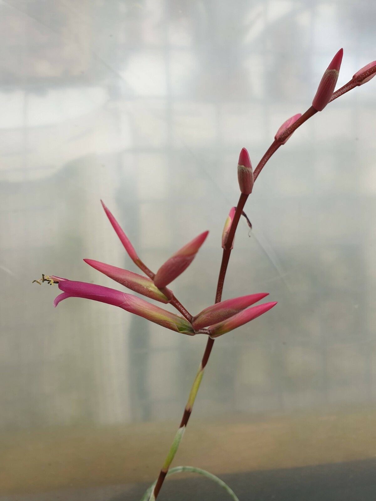 Tillandsia flexuosa (Suriname Form)