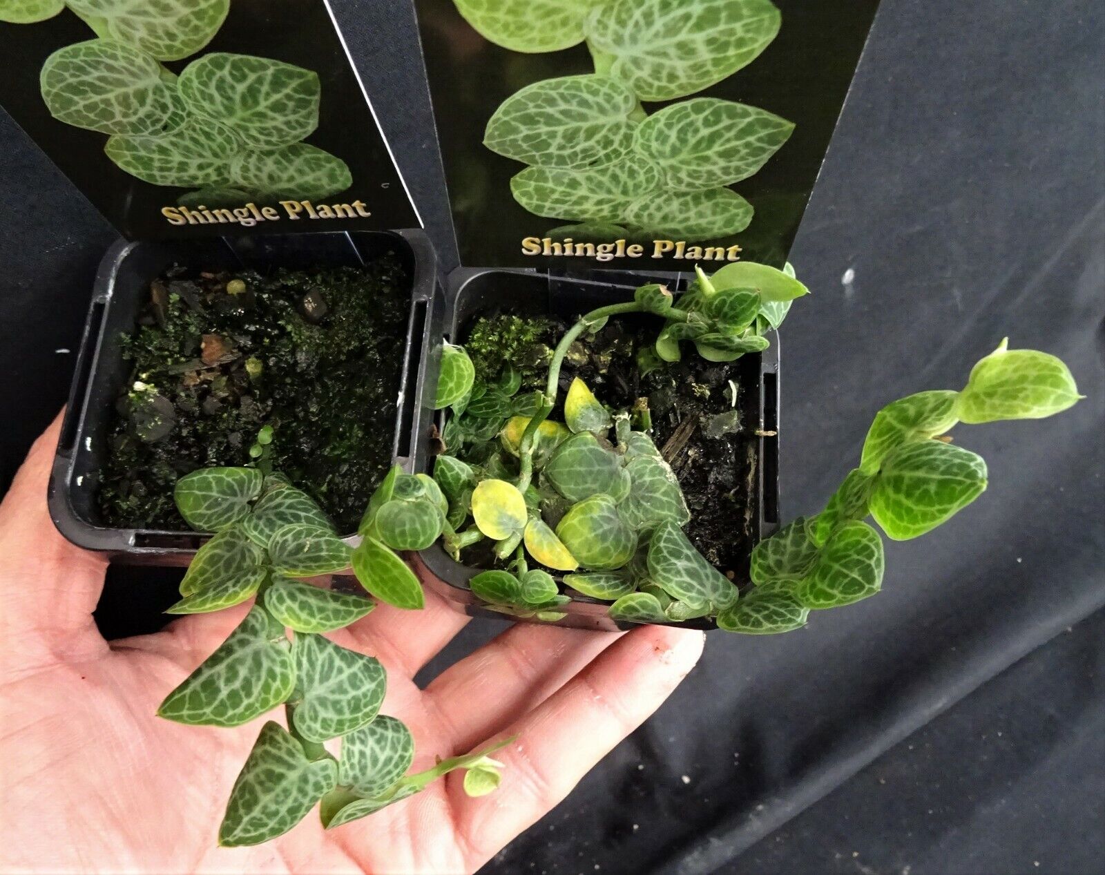 Rhaphidophora cryptantha 'Shingle Plant'