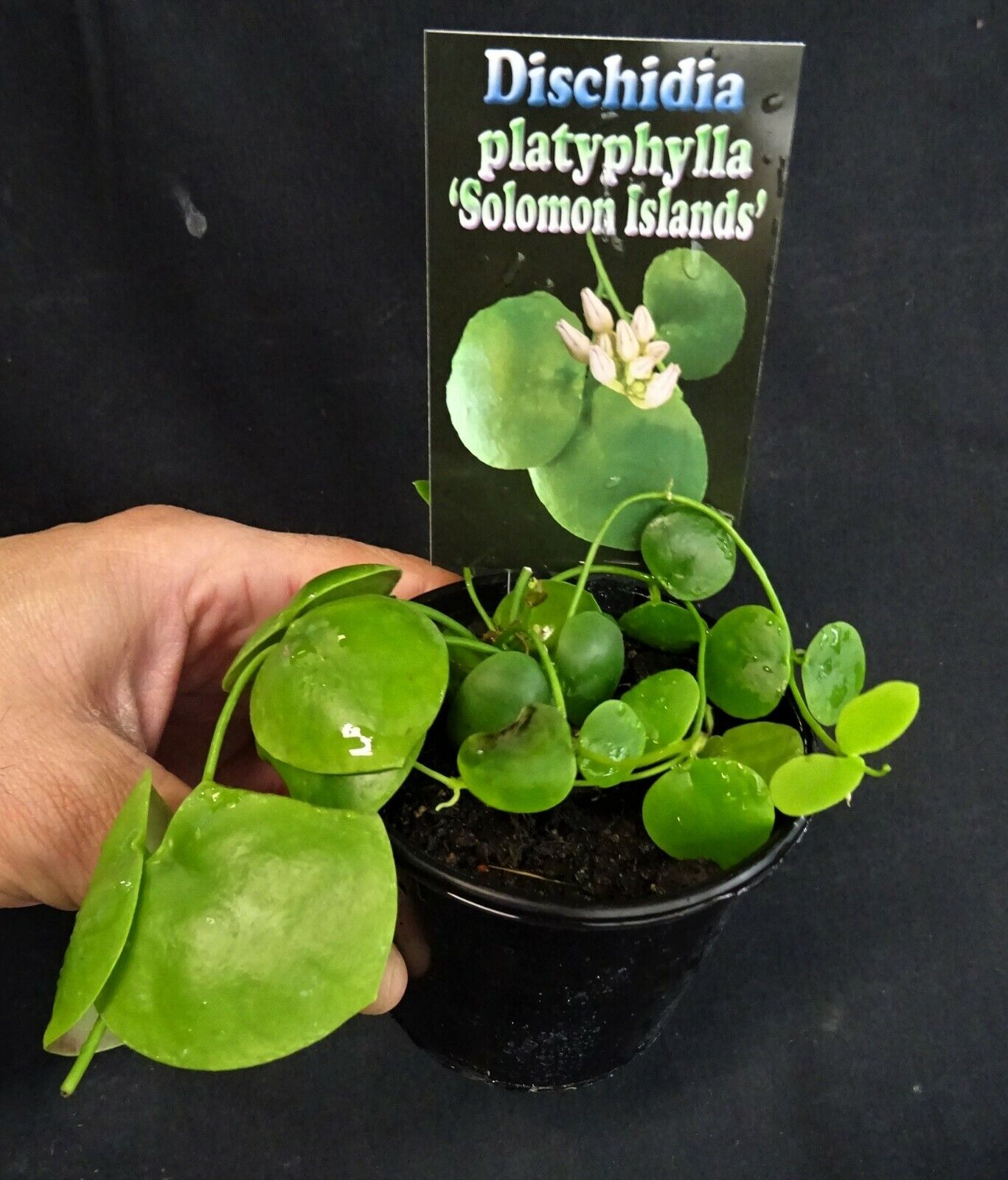Dischidia platyphylla 'Solomon Islands'