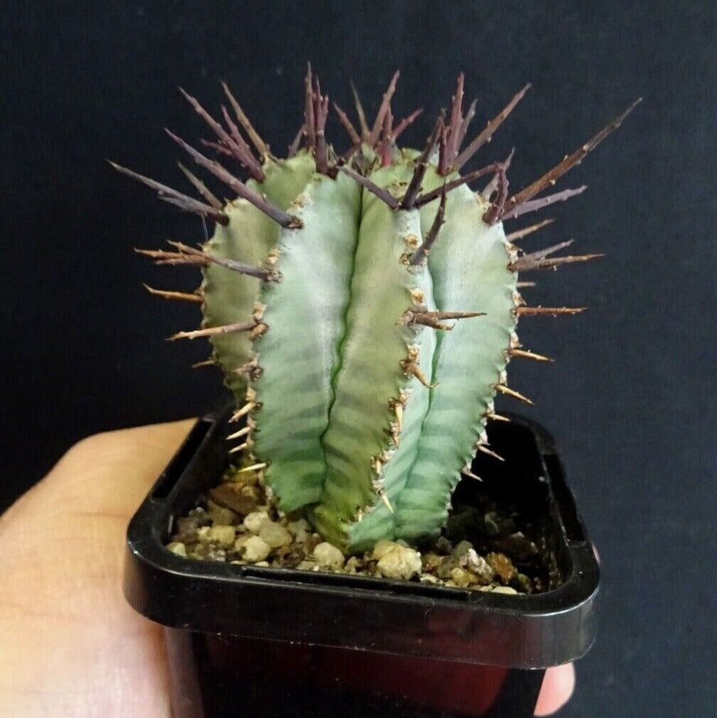 Euphorbia horrida (WA Prohibited)