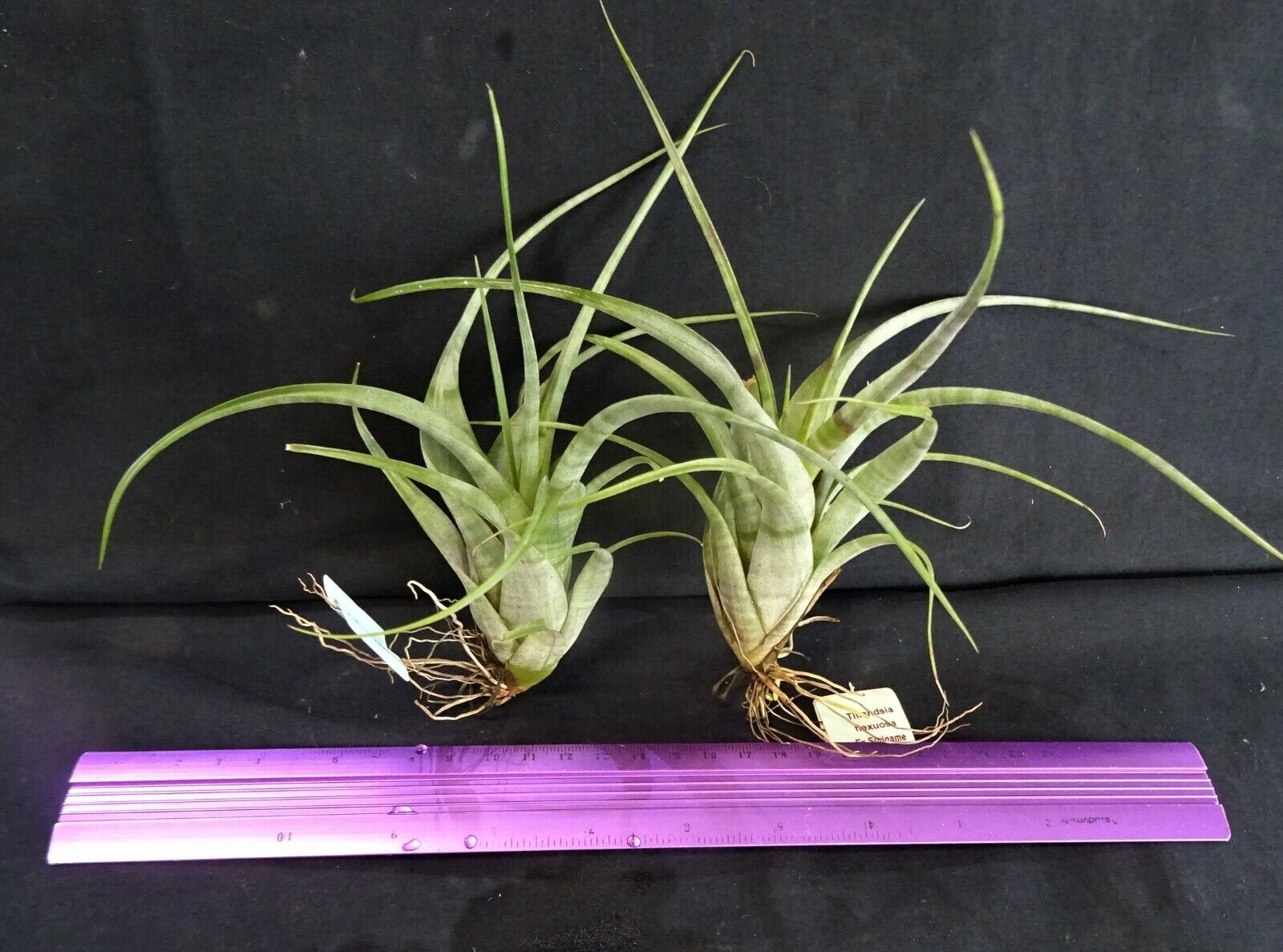 Tillandsia flexuosa (Suriname Form)