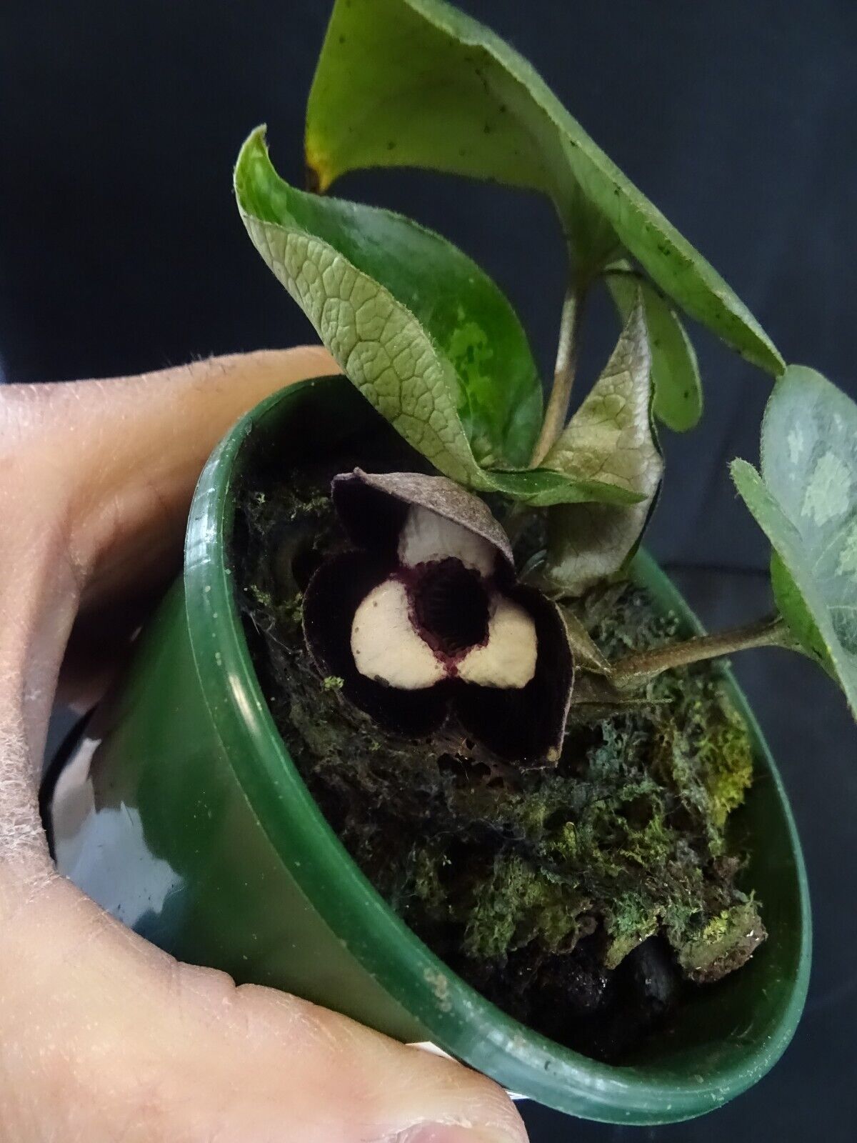 Asarum maximum 'Panda Face Ginger' - The Panda Plant