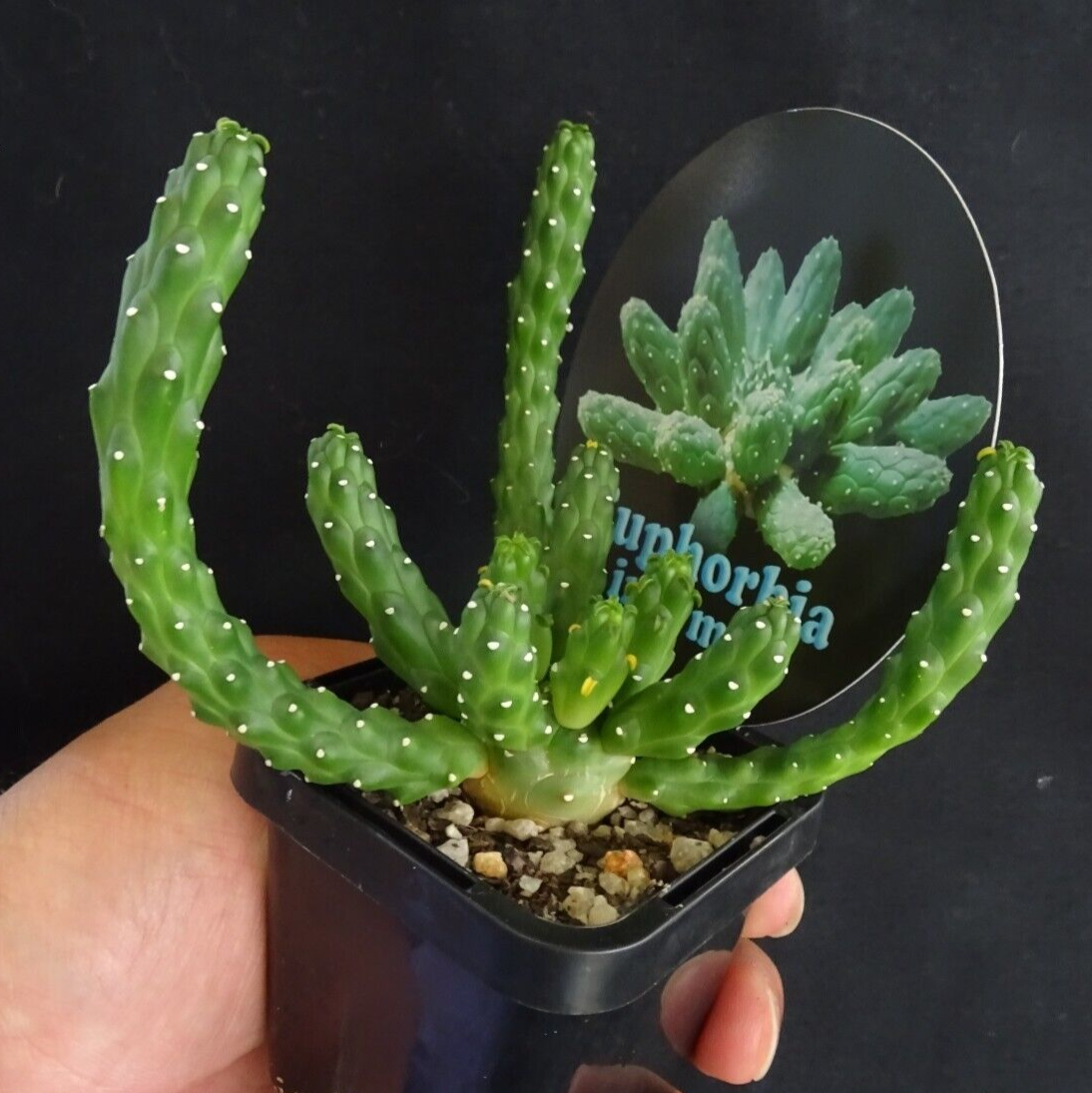 Euphorbia inermis (WA Prohibited)