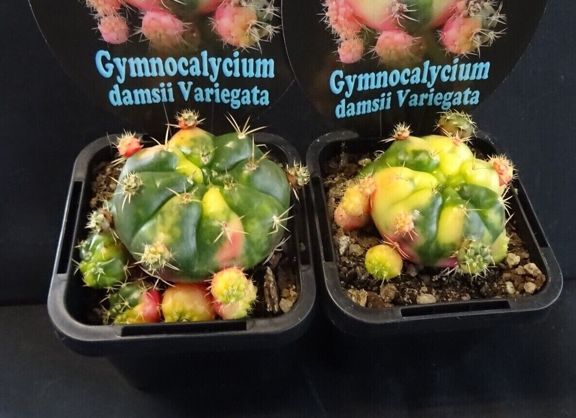 Gymnocalycium anisitsii (Syn. damsii) variegata