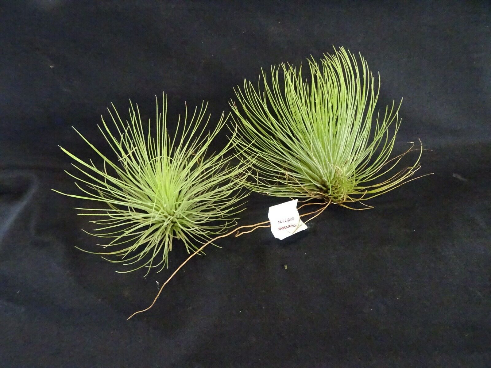 Tillandsia andreana