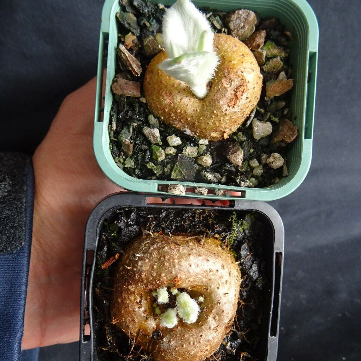 Sinningia leucotricha 'Brazillian Edelweiss'