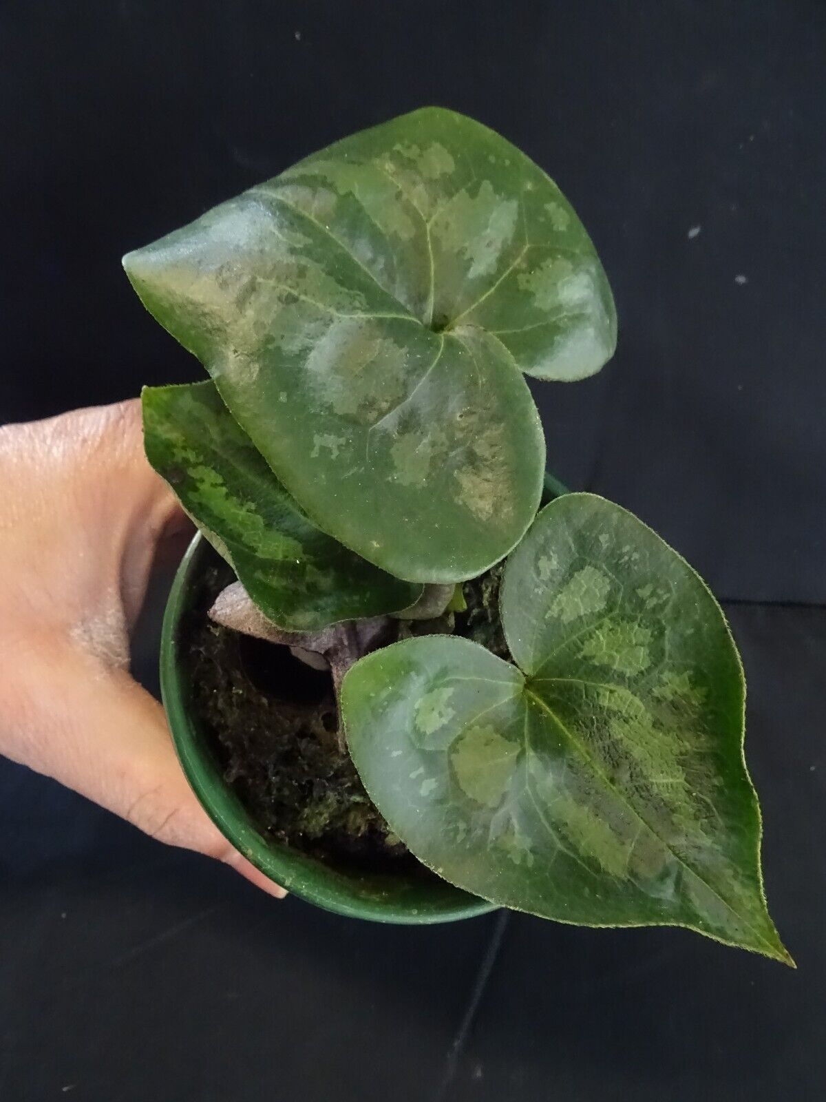 Asarum maximum 'Panda Face Ginger' - The Panda Plant