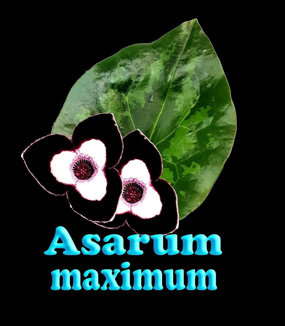 Asarum maximum 'Panda Face Ginger' - The Panda Plant