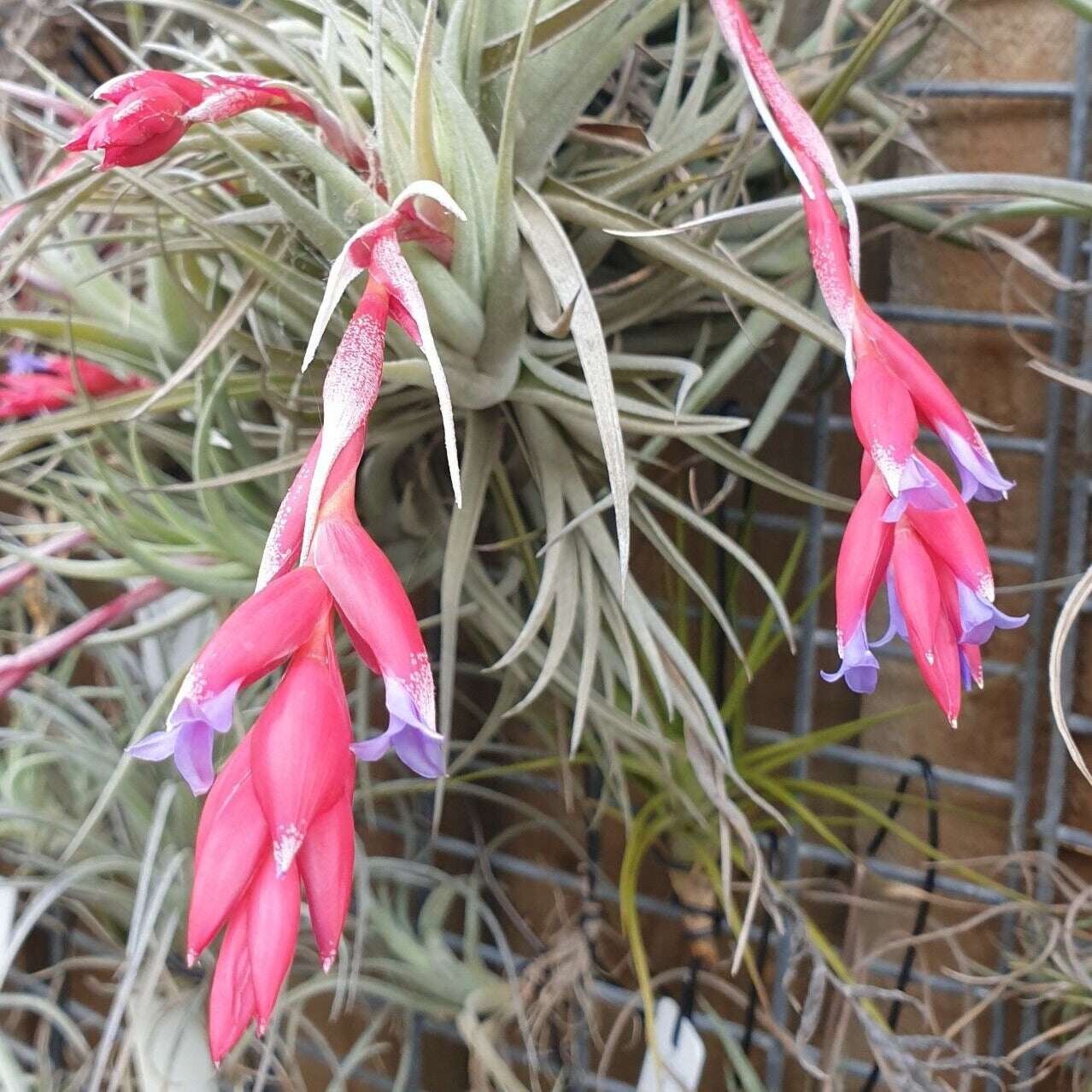 leonamiana air plant Tillandsia leonamiana 'Leon' – Collectors Online