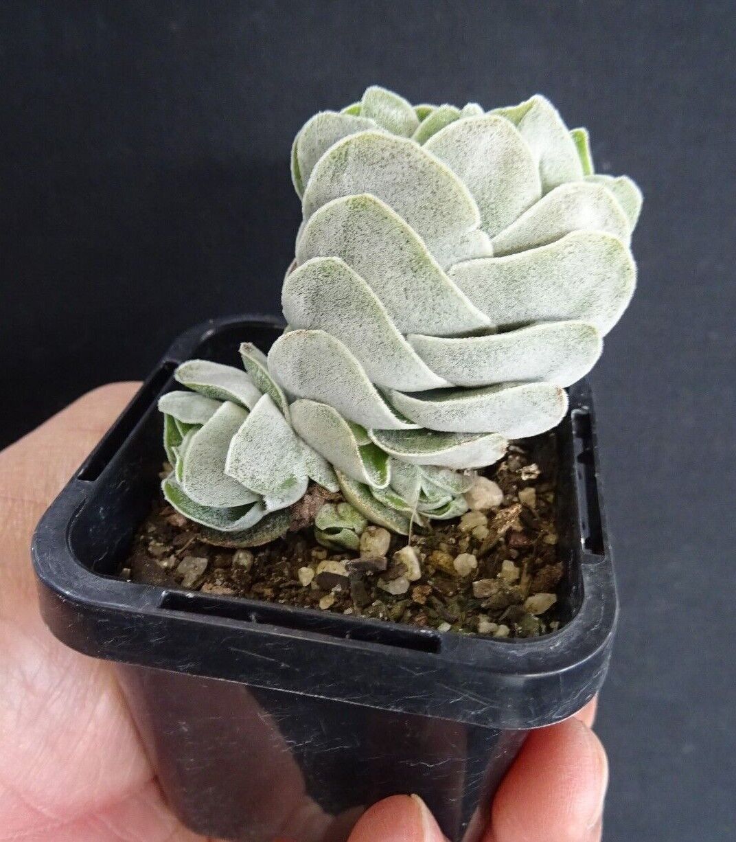 Crassula 'Ivory Pagoda'  (WA Prohibited)