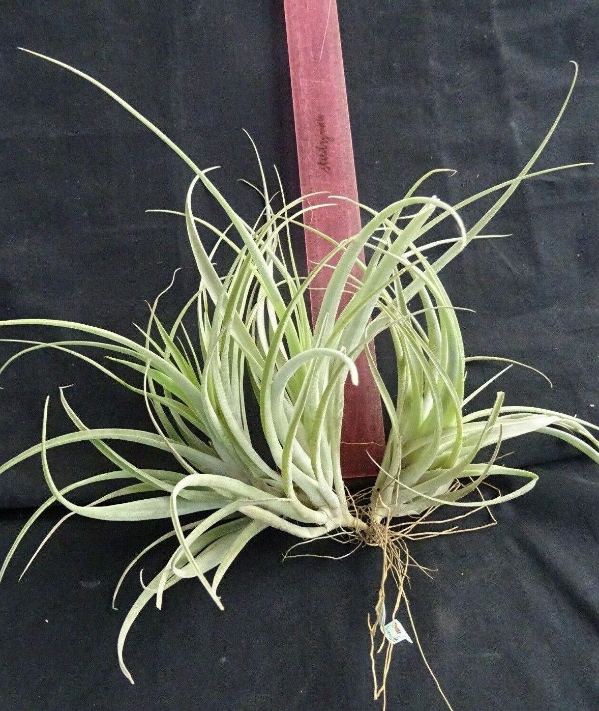Tillandsia divaricata (WA Prohibited)