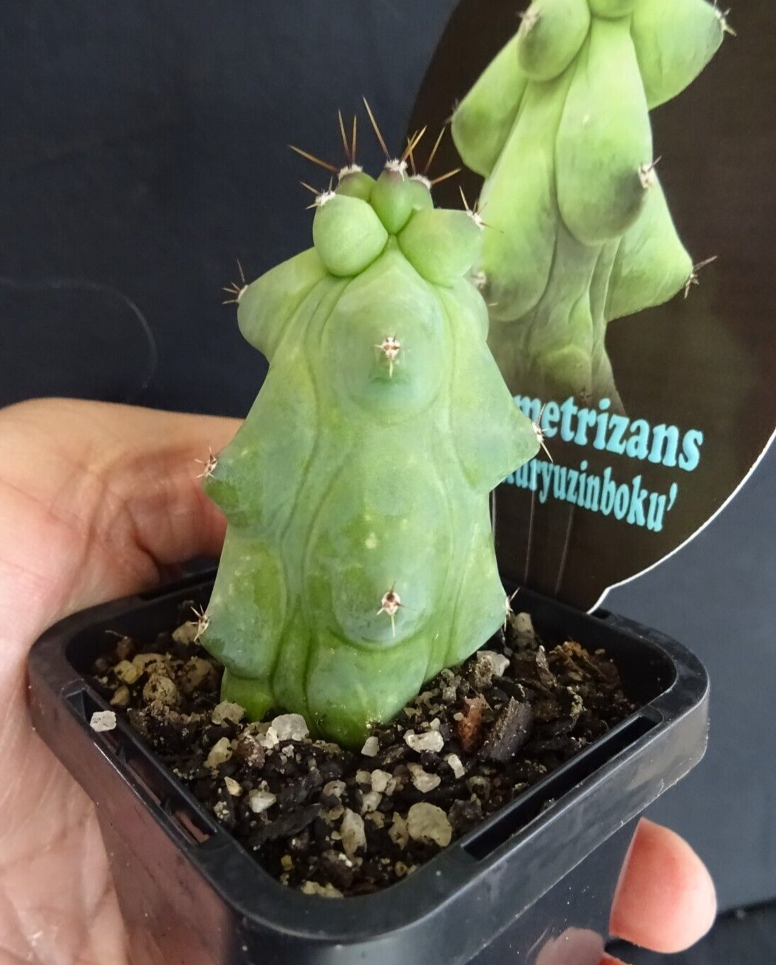 Myrtillocactus geometrizans fukurokuryuzinboku - Blue Boobs Cactus