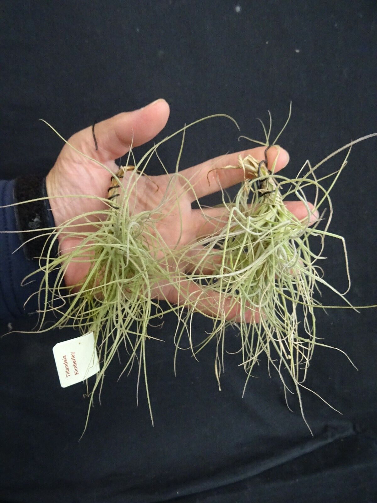 Tillandsia 'Kimberly'