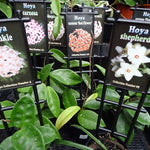 Hoya Cool-Growing Collection (5 Plants)