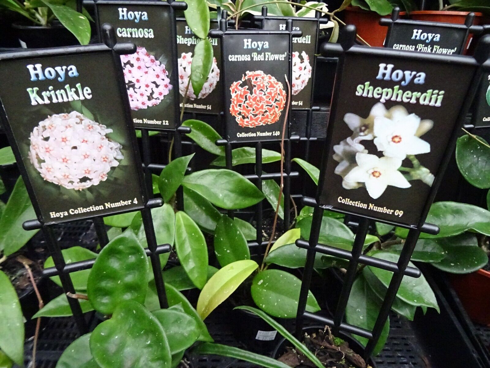 Hoya Cool-Growing Collection (5 Plants)