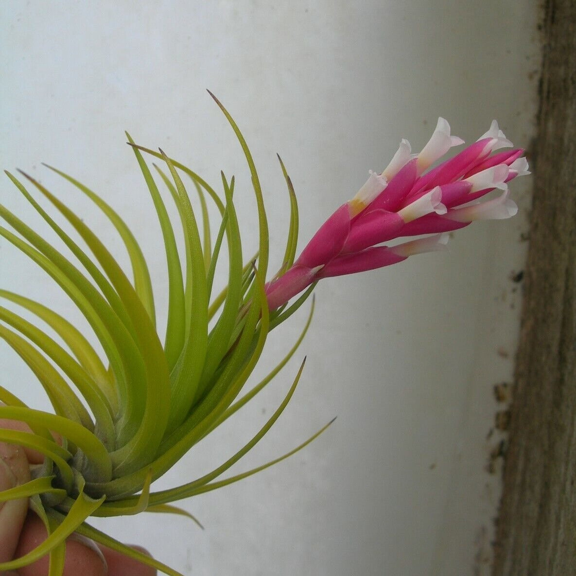 emerald forest air plant Tillandsia tenuifolia 'Emerald Forest' – Collectors Online