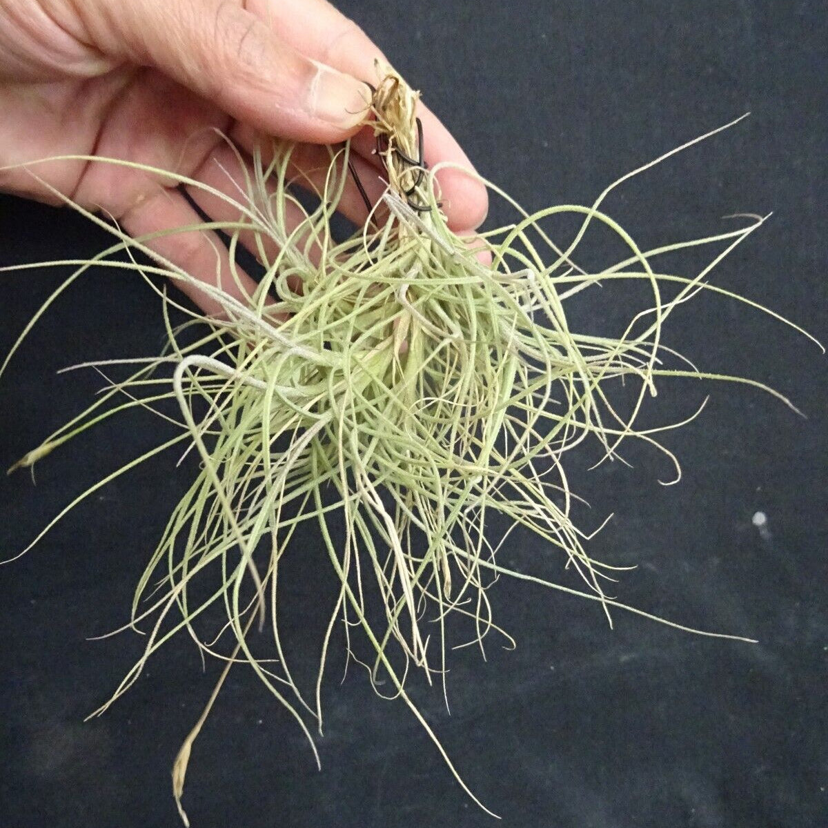Tillandsia 'Kimberly'
