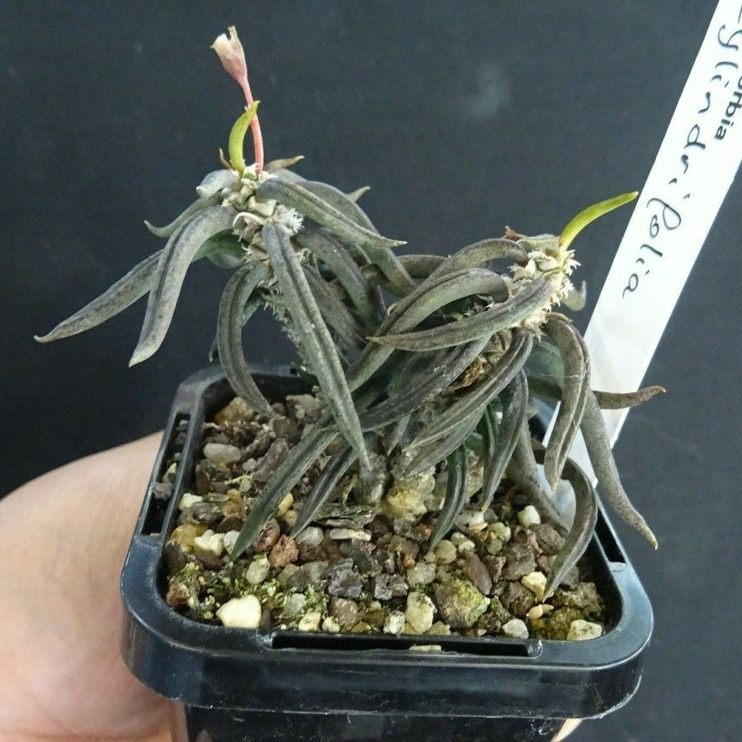Euphorbia cylindrifolia (WA Prohibited)