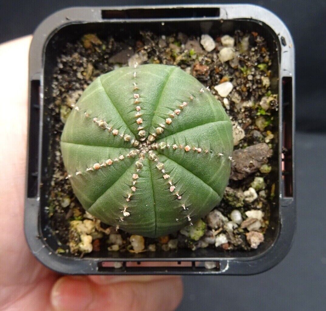 Euphorbia obesa - Baseball Plant (WA Prohibited)
