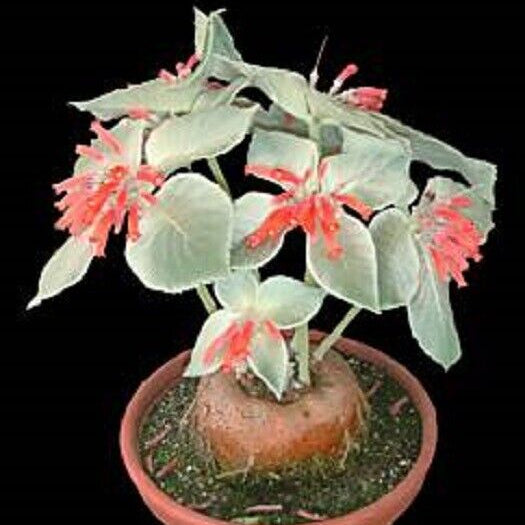 Sinningia leucotricha 'Brazillian Edelweiss'