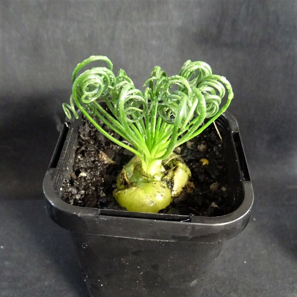 Albuca spiralis 'Frizzle Sizzle'