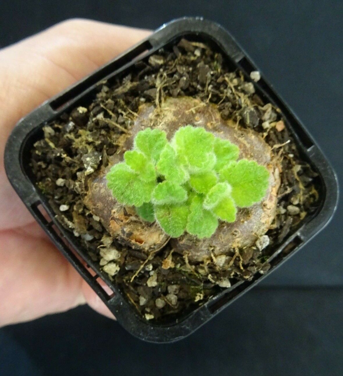 Sinningia 'Crushed Velvet' (bullata x leucotricha)