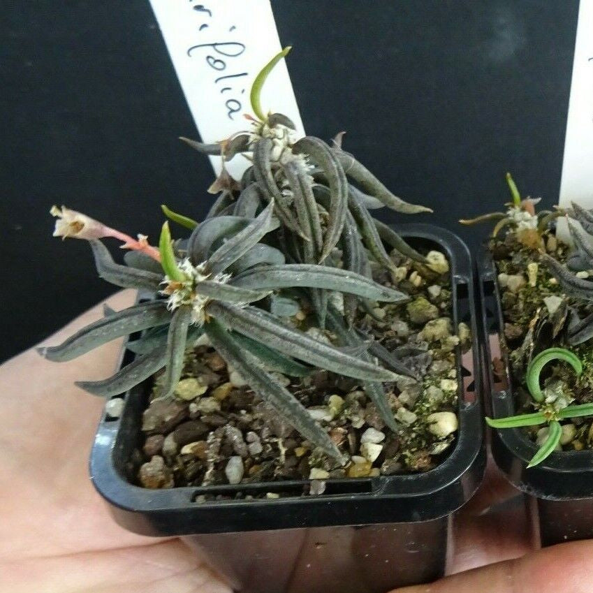 Euphorbia cylindrifolia (WA Prohibited)