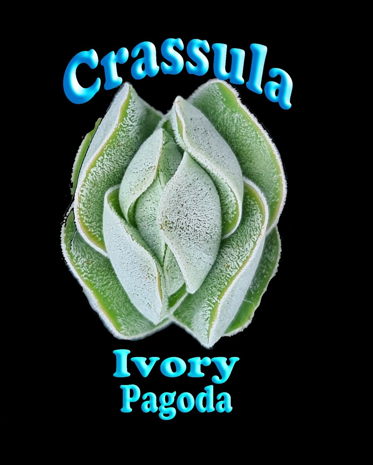 Crassula 'Ivory Pagoda'  (WA Prohibited)
